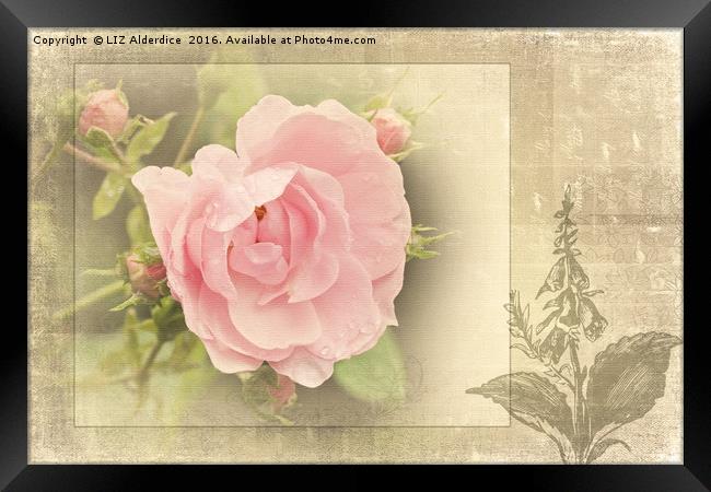 The Timeless Rose Framed Print by LIZ Alderdice