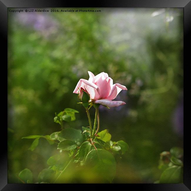 Pink Rose Framed Print by LIZ Alderdice