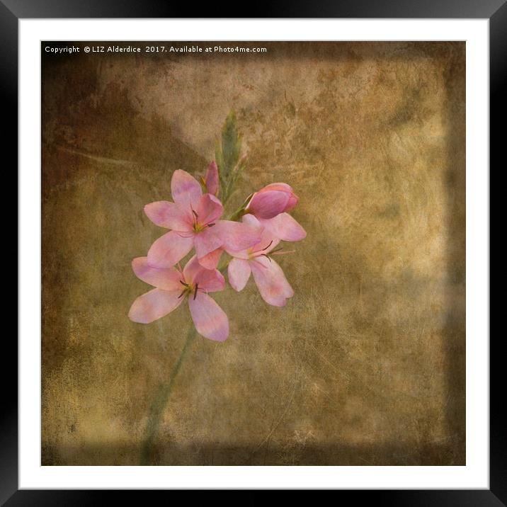 An Unexpected Bloom Framed Mounted Print by LIZ Alderdice