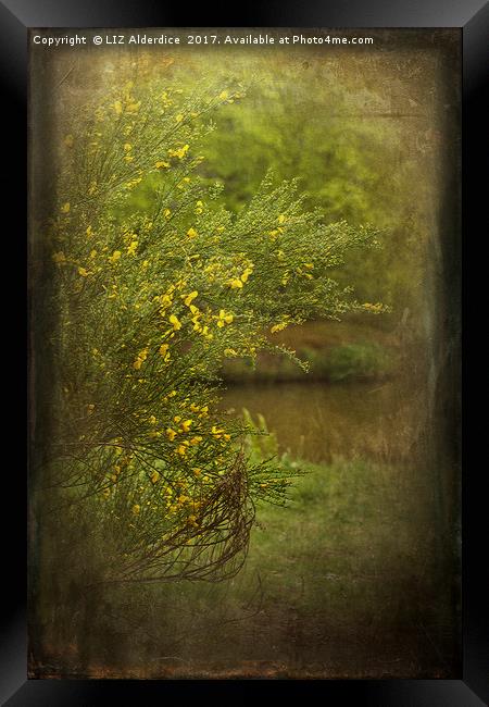 Broom by The Lake Framed Print by LIZ Alderdice