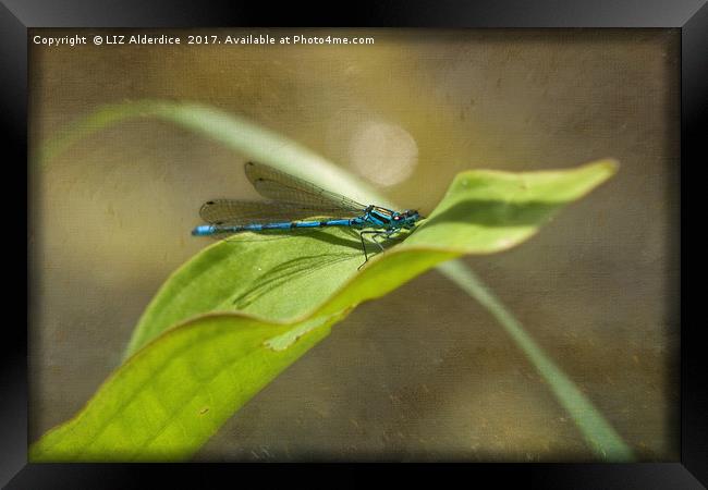 Damsel Fly at Rest Framed Print by LIZ Alderdice