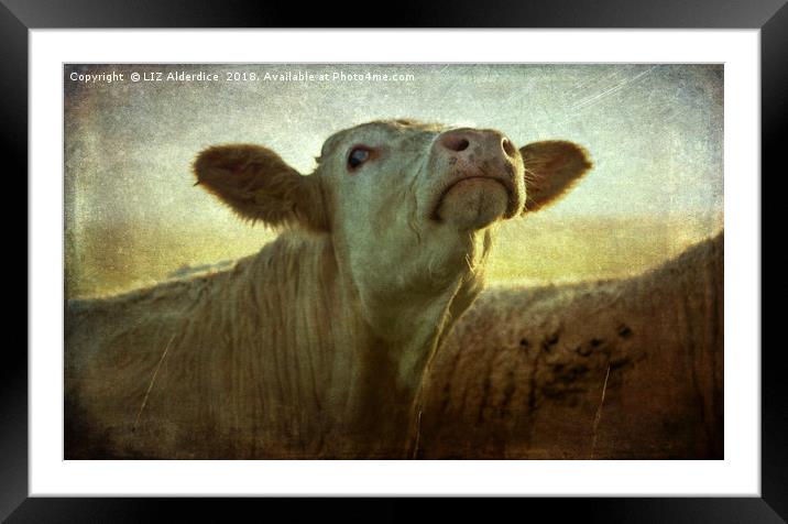 Moo In the Morning Framed Mounted Print by LIZ Alderdice