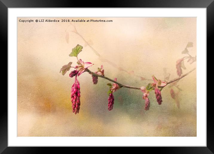 Ribes Sanguinium Framed Mounted Print by LIZ Alderdice