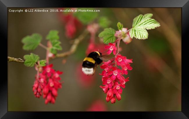 We Need Bees Framed Print by LIZ Alderdice