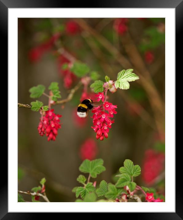 The Humming Tree Framed Mounted Print by LIZ Alderdice