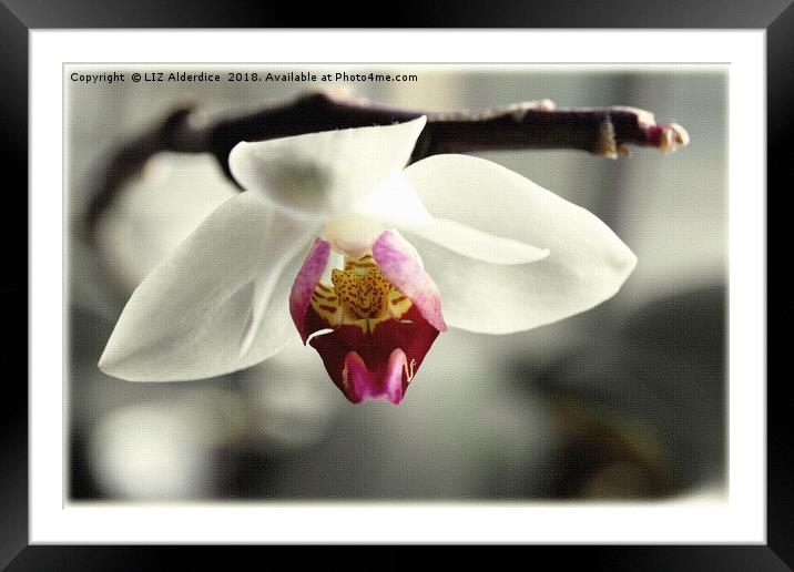 White Orchid Framed Mounted Print by LIZ Alderdice