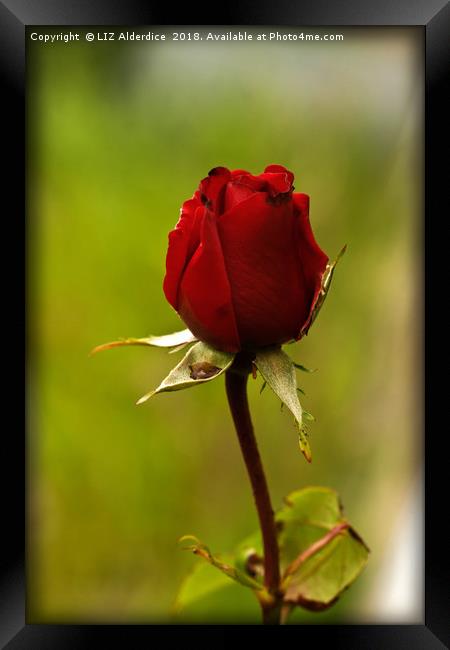 Single Red Rose Framed Print by LIZ Alderdice
