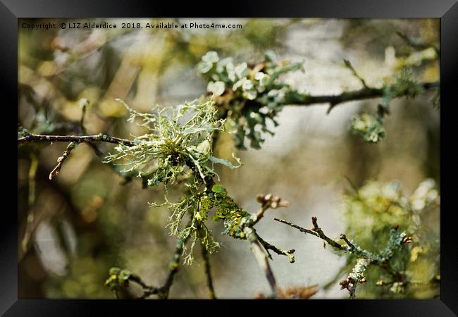 Lichen 2 Framed Print by LIZ Alderdice