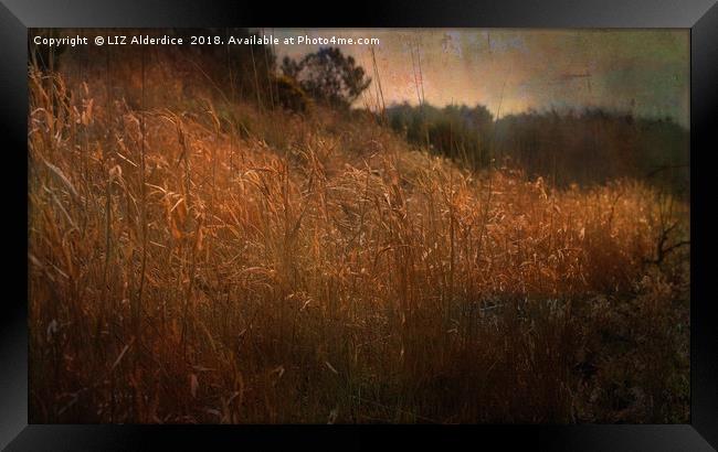 River Bank Reeds Framed Print by LIZ Alderdice