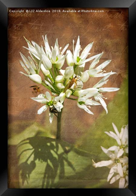 Wild Garlic Framed Print by LIZ Alderdice