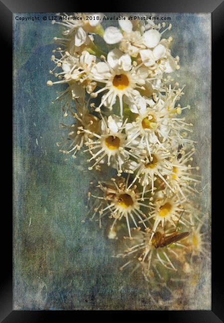 Cherry Laurel Flowers Framed Print by LIZ Alderdice