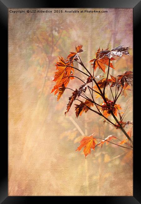 Maple Leaves Framed Print by LIZ Alderdice
