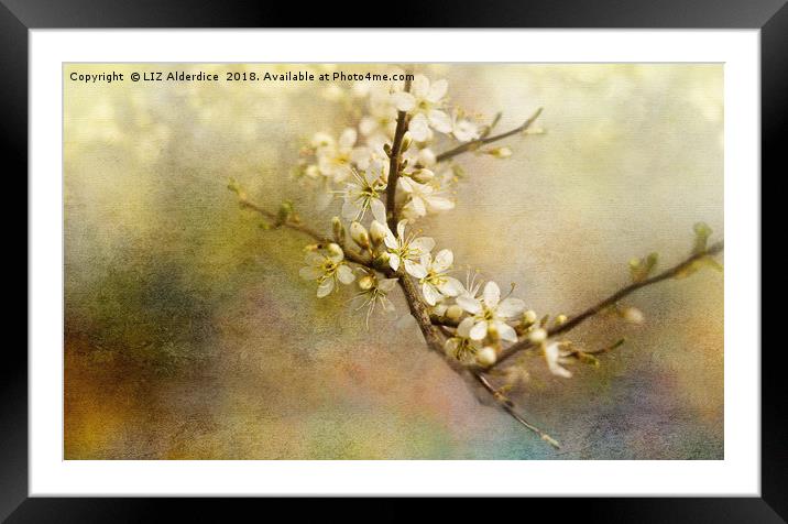 Blackthorn Flowers Framed Mounted Print by LIZ Alderdice