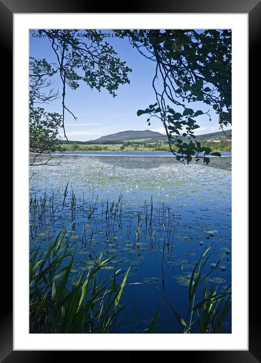 Lilies on the Loch Framed Mounted Print by LIZ Alderdice
