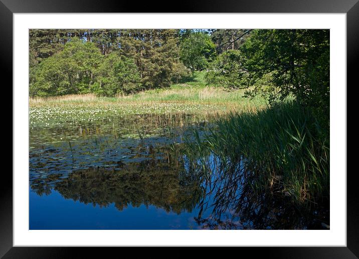 Water Lilies in the Cairngorms Framed Mounted Print by LIZ Alderdice