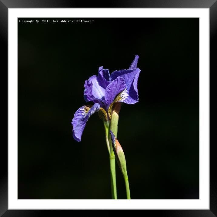 Purple on Black Framed Mounted Print by LIZ Alderdice