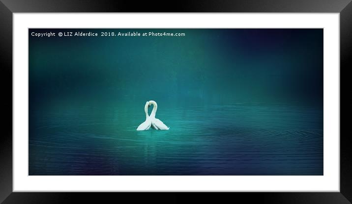 Loving Swans at Strichen Framed Mounted Print by LIZ Alderdice
