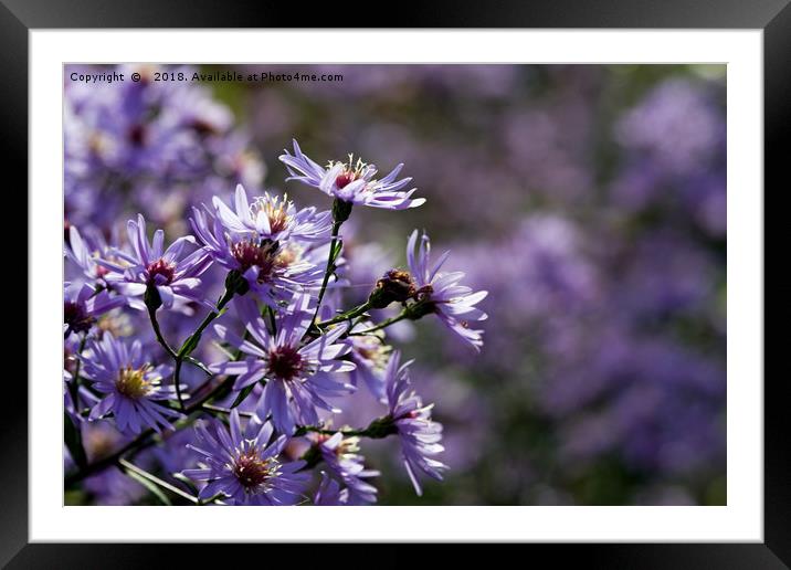 Asters Framed Mounted Print by LIZ Alderdice