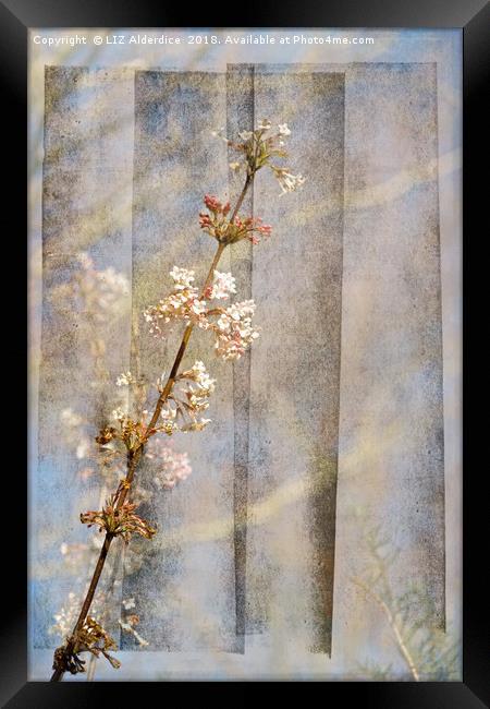 Viburnum Flowers Framed Print by LIZ Alderdice
