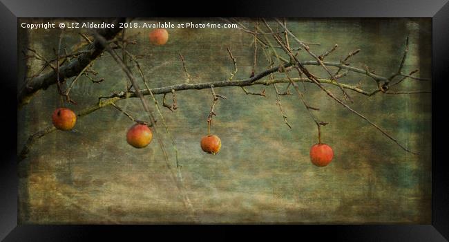 Apples in December Framed Print by LIZ Alderdice