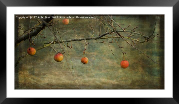Apples in December Framed Mounted Print by LIZ Alderdice