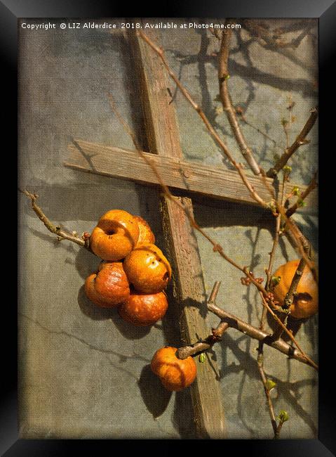 Quince Fruits Framed Print by LIZ Alderdice