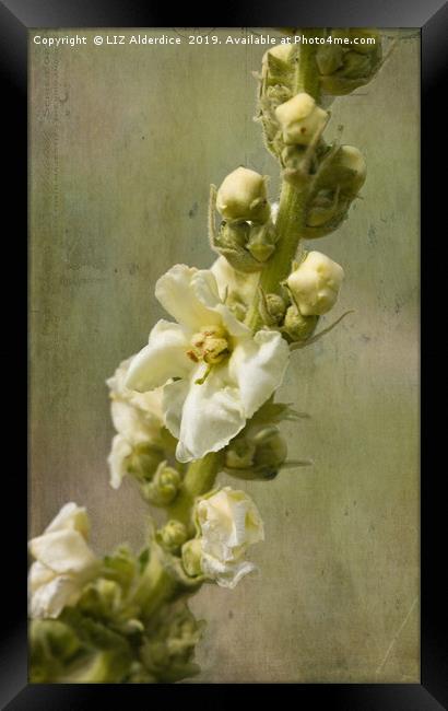 Verbascum Flowers Framed Print by LIZ Alderdice