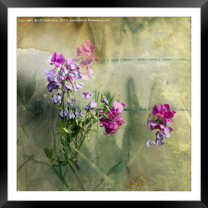 Sweet Pea Dreaming Framed Mounted Print by LIZ Alderdice