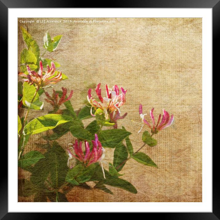 Honeysuckle Flowers Framed Mounted Print by LIZ Alderdice
