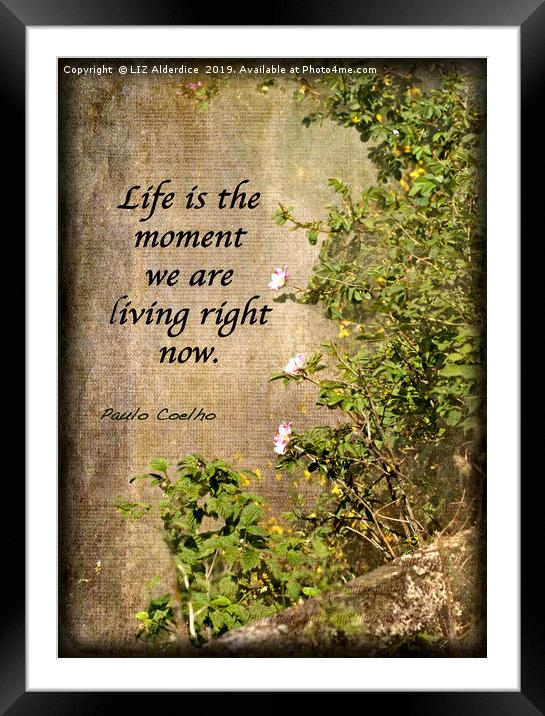Life Is... Framed Mounted Print by LIZ Alderdice