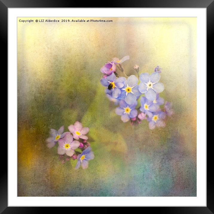 Forget-me-not Blues Framed Mounted Print by LIZ Alderdice