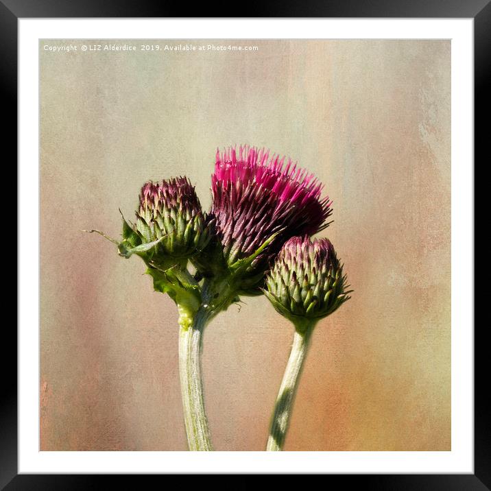 Ornamental Plume Thistle Framed Mounted Print by LIZ Alderdice