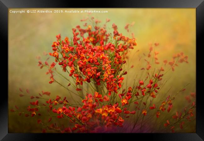 Red Broom in Bloom Framed Print by LIZ Alderdice