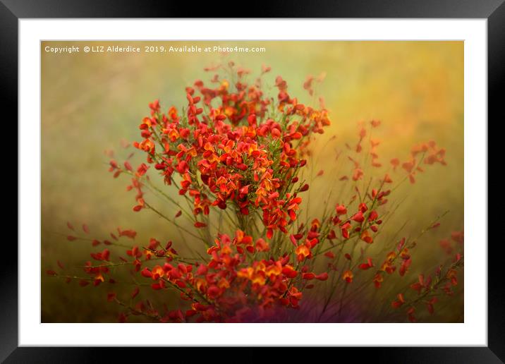 Red Broom in Bloom Framed Mounted Print by LIZ Alderdice