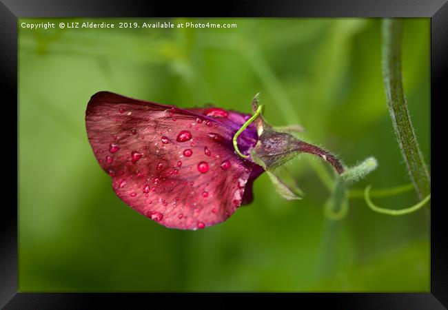 After The Rain Framed Print by LIZ Alderdice