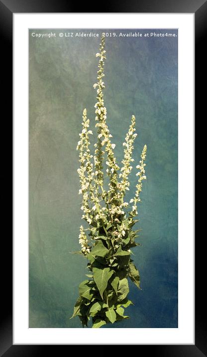 Verbascum Framed Mounted Print by LIZ Alderdice