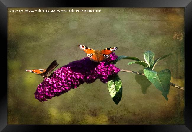 The Butterfly Bush Framed Print by LIZ Alderdice