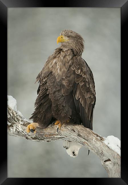 Just Chillin' Framed Print by Natures' Canvas: Wall Art  & Prints by Andy Astbury