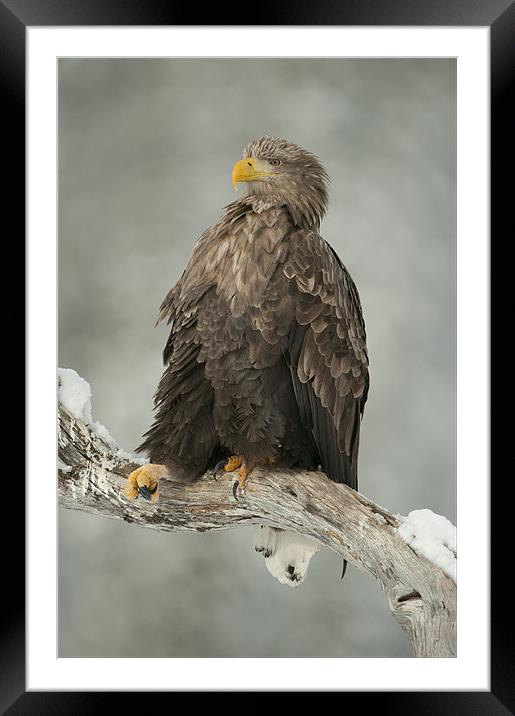 Just Chillin' Framed Mounted Print by Natures' Canvas: Wall Art  & Prints by Andy Astbury