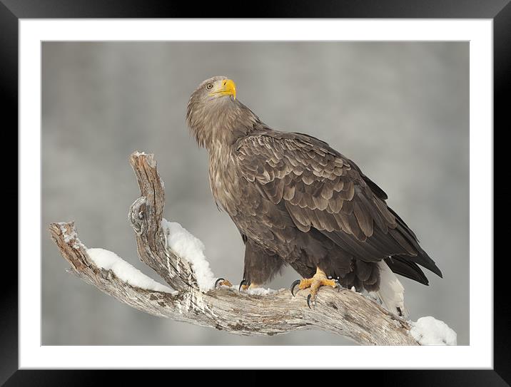 Top of the Tree Framed Mounted Print by Natures' Canvas: Wall Art  & Prints by Andy Astbury