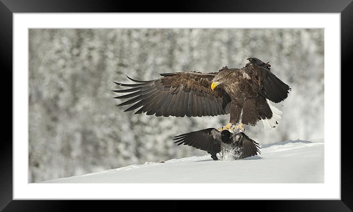Move It Sunshine Framed Mounted Print by Natures' Canvas: Wall Art  & Prints by Andy Astbury
