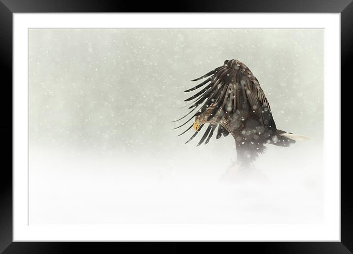 Dark Angel Framed Mounted Print by Natures' Canvas: Wall Art  & Prints by Andy Astbury