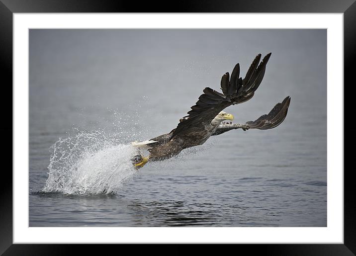 At Full Stretch Framed Mounted Print by Natures' Canvas: Wall Art  & Prints by Andy Astbury