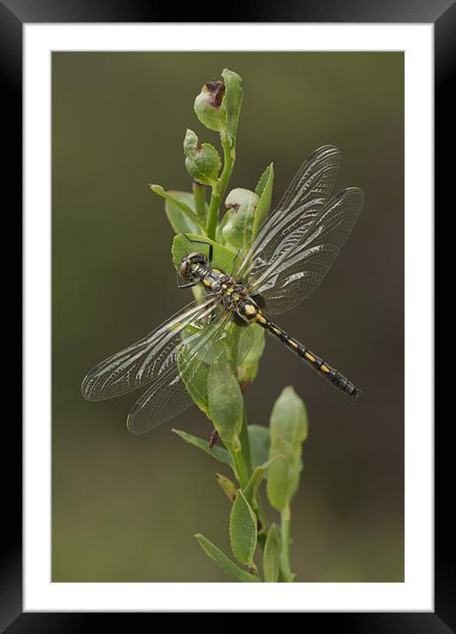 Having a Break Framed Mounted Print by Natures' Canvas: Wall Art  & Prints by Andy Astbury