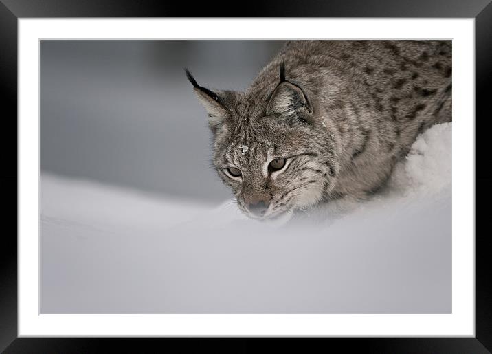 Intent to Cause.. Framed Mounted Print by Natures' Canvas: Wall Art  & Prints by Andy Astbury