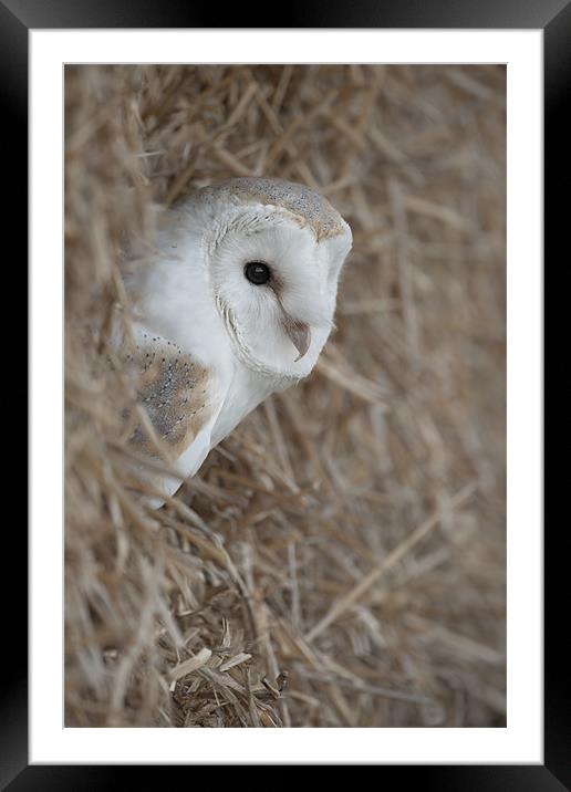 Barn Owl Framed Mounted Print by Natures' Canvas: Wall Art  & Prints by Andy Astbury