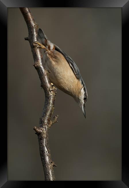 Eurasian Nuthatch Framed Print by Natures' Canvas: Wall Art  & Prints by Andy Astbury