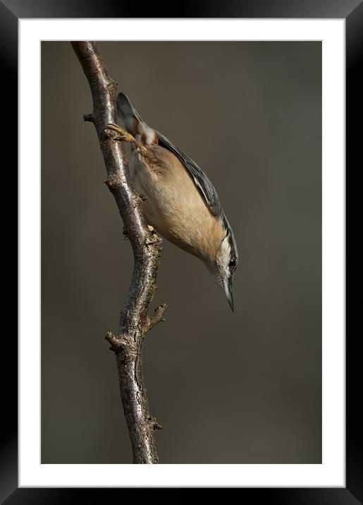 Eurasian Nuthatch Framed Mounted Print by Natures' Canvas: Wall Art  & Prints by Andy Astbury