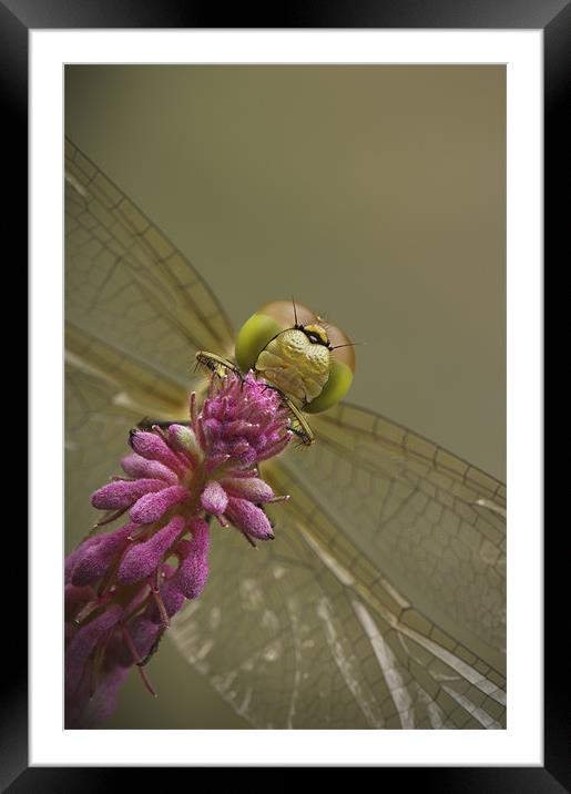 Common Darter Dragonfly Framed Mounted Print by Natures' Canvas: Wall Art  & Prints by Andy Astbury