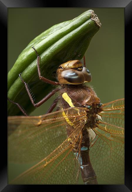 Brown Hawker Dragonfly Framed Print by Natures' Canvas: Wall Art  & Prints by Andy Astbury